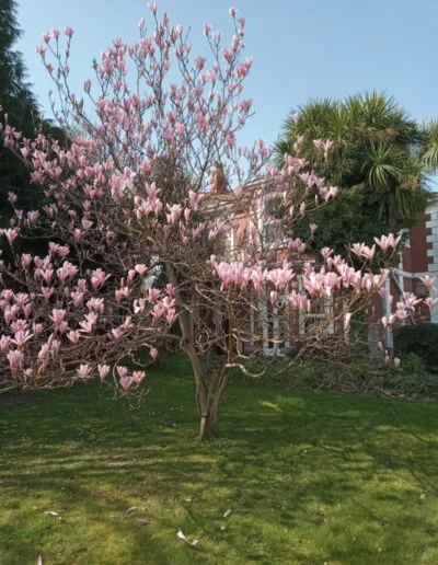aveland court back garden cherry blossom tree