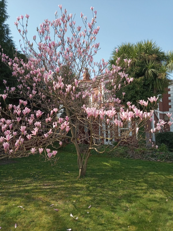 aveland court back garden cherry blossom tree