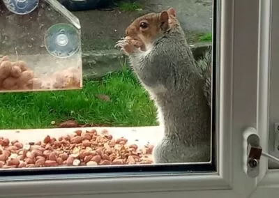 a squirrel feeding by the window of one of our resident's room