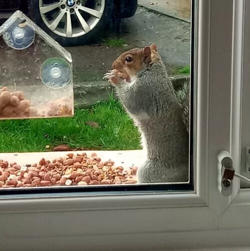 a squirrel feeding by the window of one of our resident's room